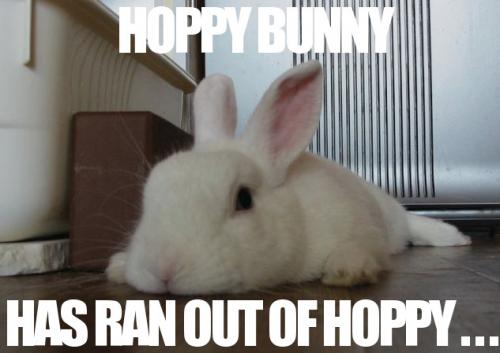 image: hoppy%20bunny